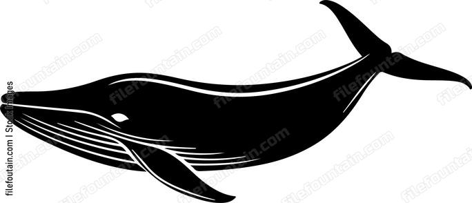 Brydes Whale