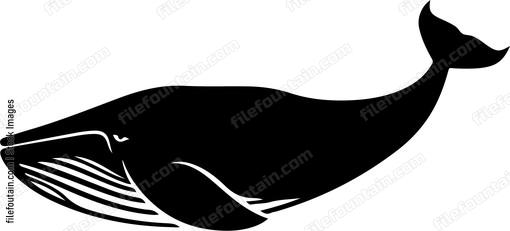Brydes Whale