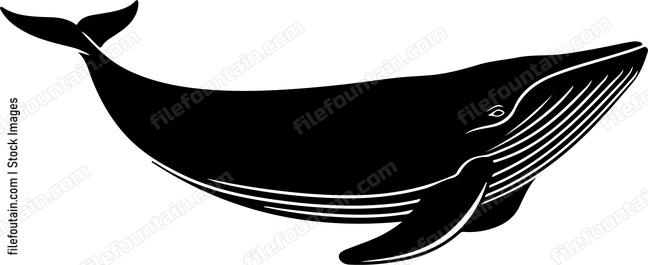 Brydes Whale