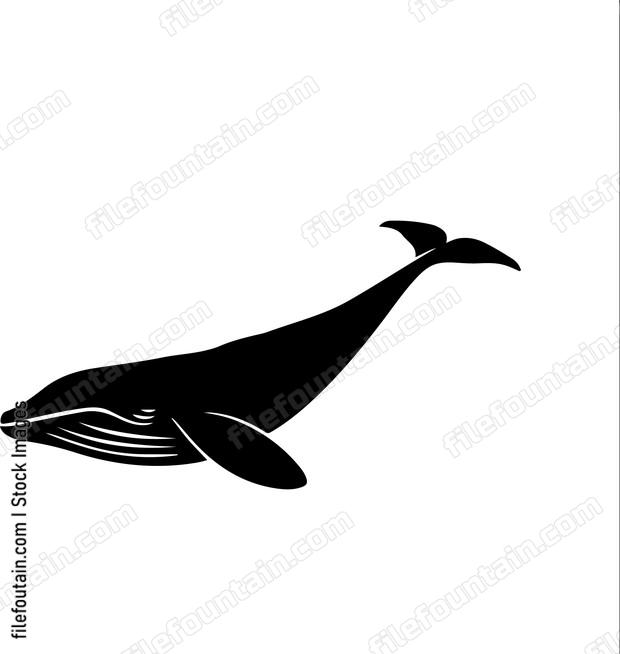 Brydes Whale
