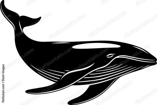 Brydes Whale