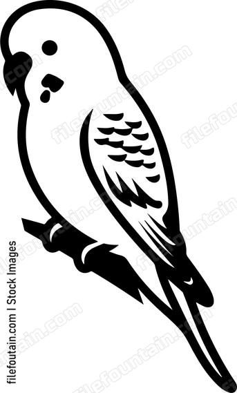 Budgerigar