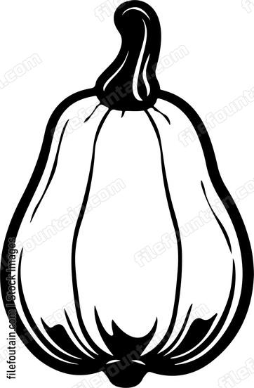 Butternut Squash