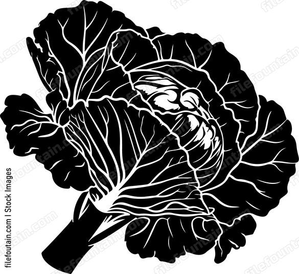 Cabbage