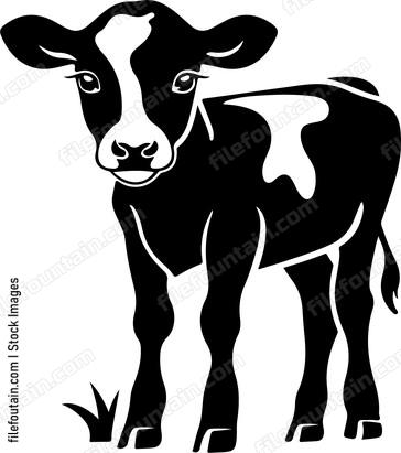Calf