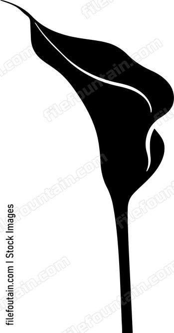 Calla Lily Flower