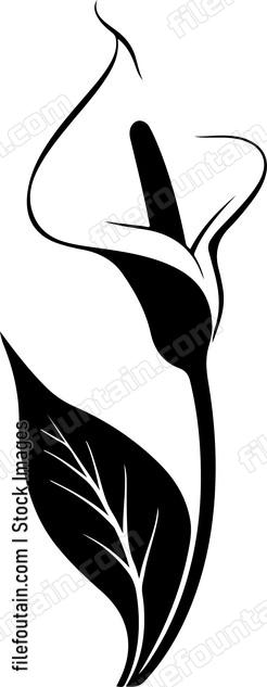 Calla Lily Flower