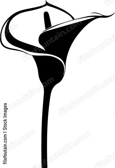 Calla Lily Flower