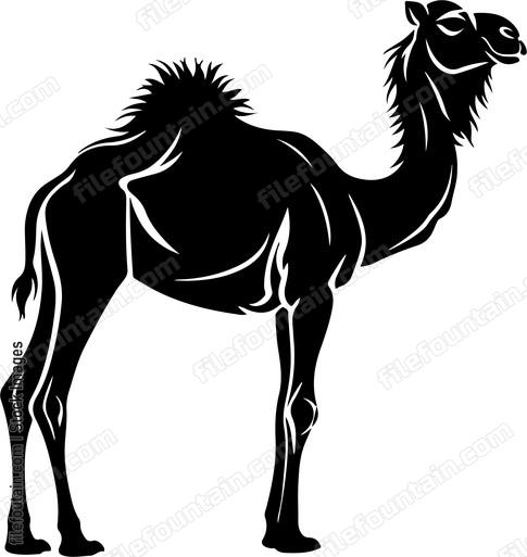 Camel