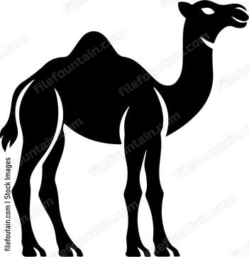 Camel