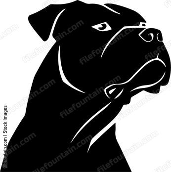 Cane Corso