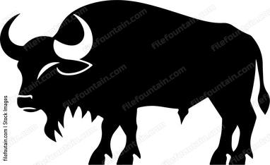 Cape Buffalo