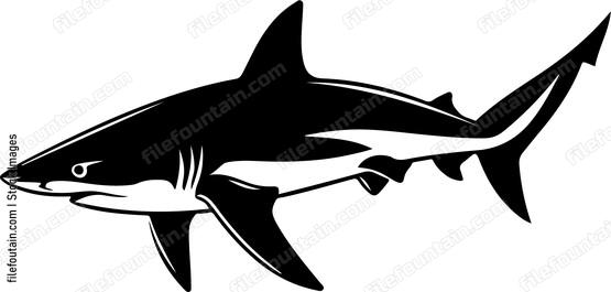 Caribbean Reef Shark