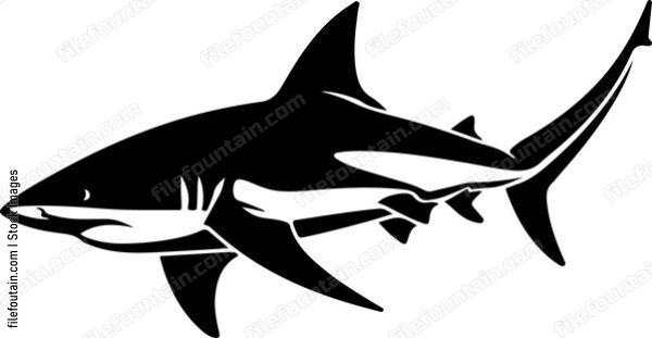 Caribbean Reef Shark