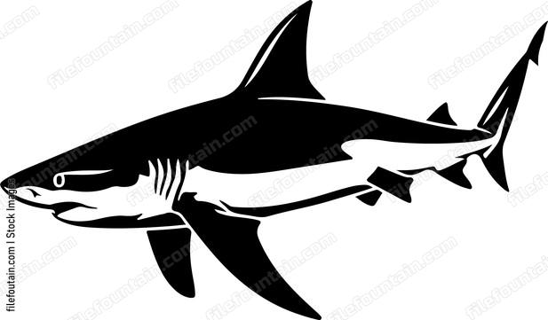 Caribbean Reef Shark