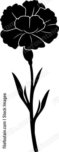 Carnation Fower