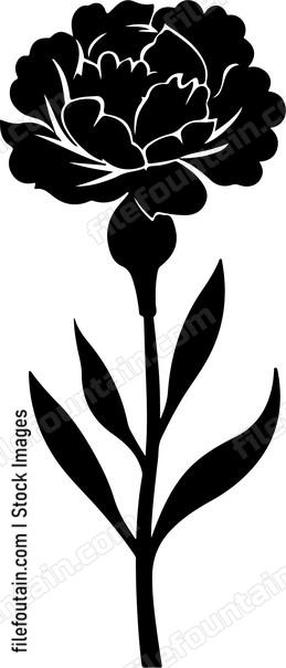 Carnation Fower