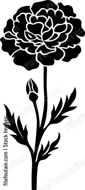 Carnation Fower