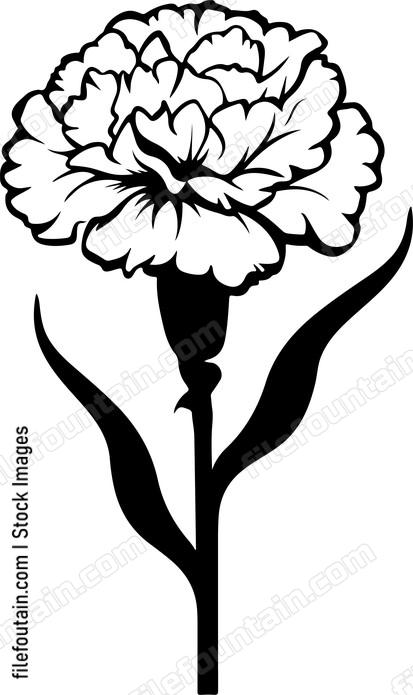 Carnation Fower