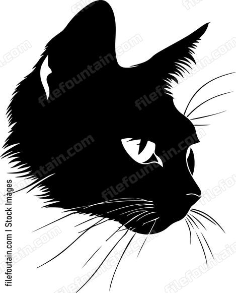 Cat Looking