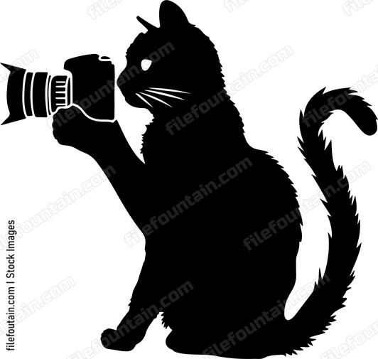 Cat Photographer