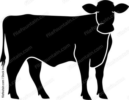 Cattle