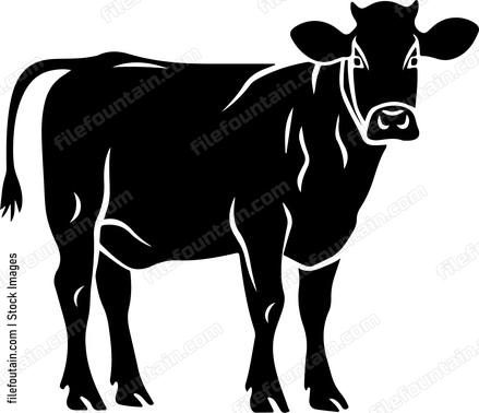 Cattle