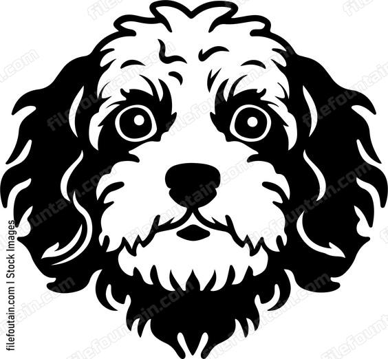 Cavapoo