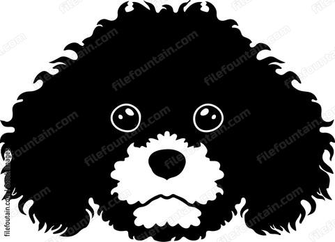 Cavapoo