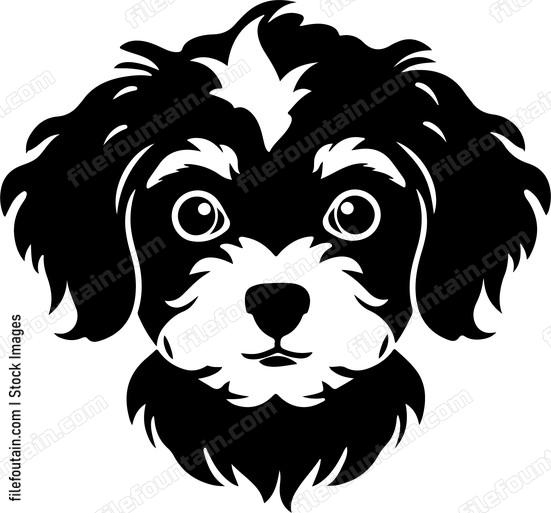 Cavapoo