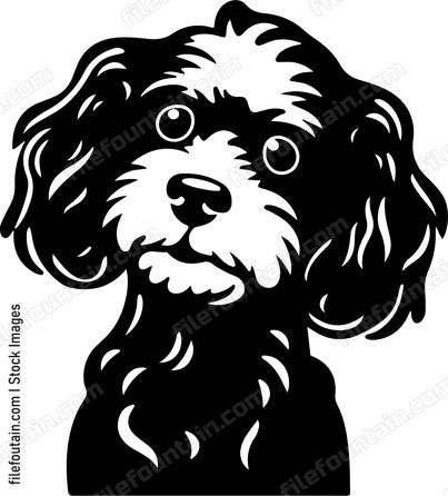 Cavapoo