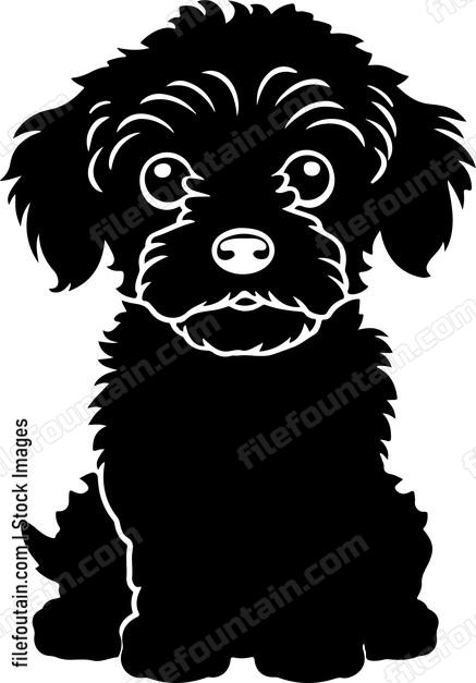 Cavapoo Puppy