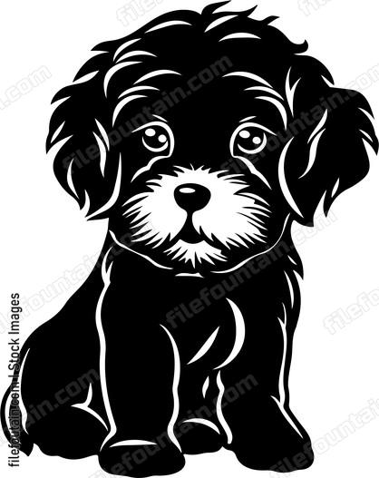Cavapoo Puppy