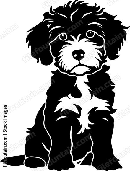 Cavapoo Puppy