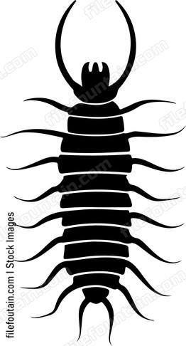 Centipede
