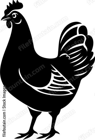Chicken Anatomy
