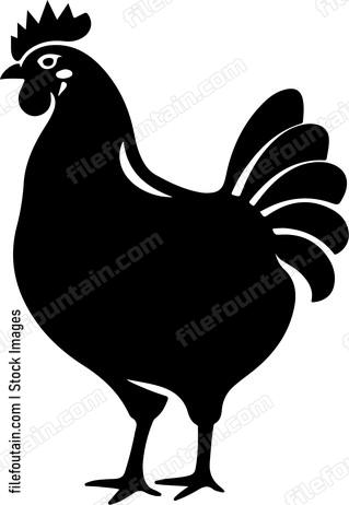 Chicken Anatomy
