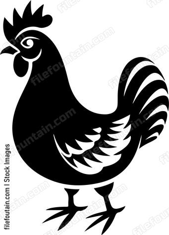 Chicken Anatomy