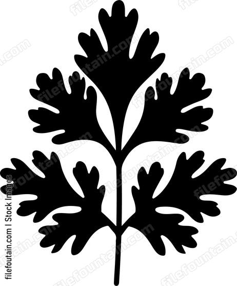 Cilantro Leaf