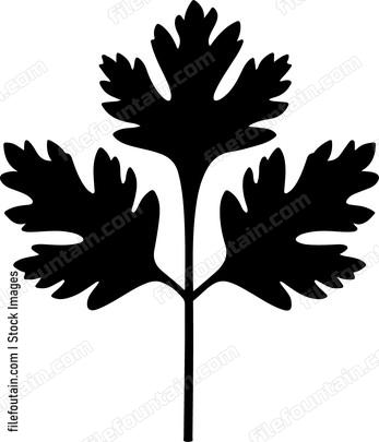 Cilantro Leaf