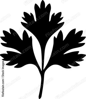 Cilantro Leaf