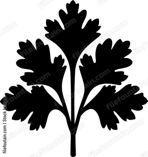 Cilantro Leaf