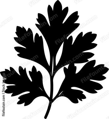Cilantro Leaf