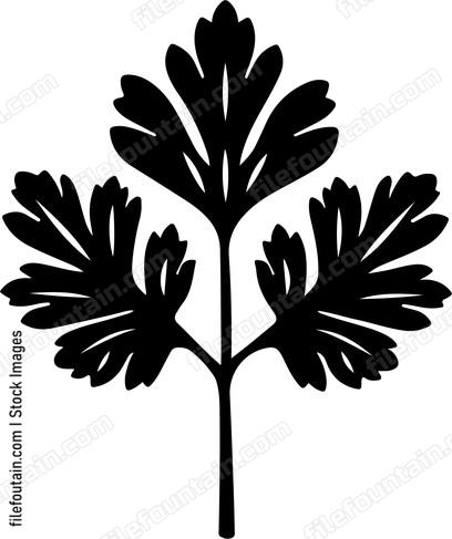 Cilantro Leaf