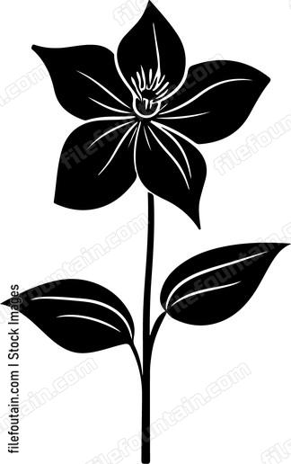 Clematis