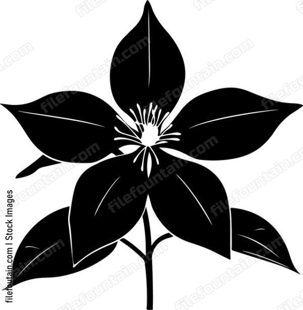 Clematis