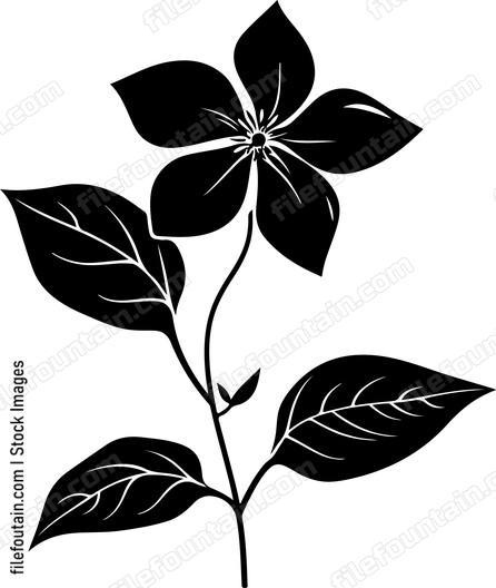 Clematis