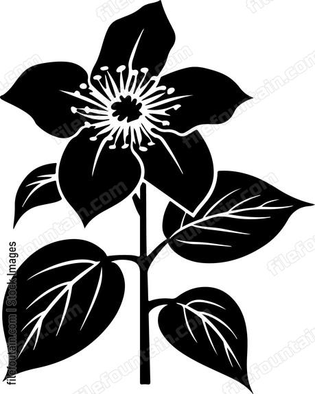 Clematis