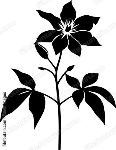 Clematis