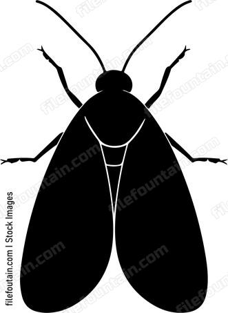clothes moth